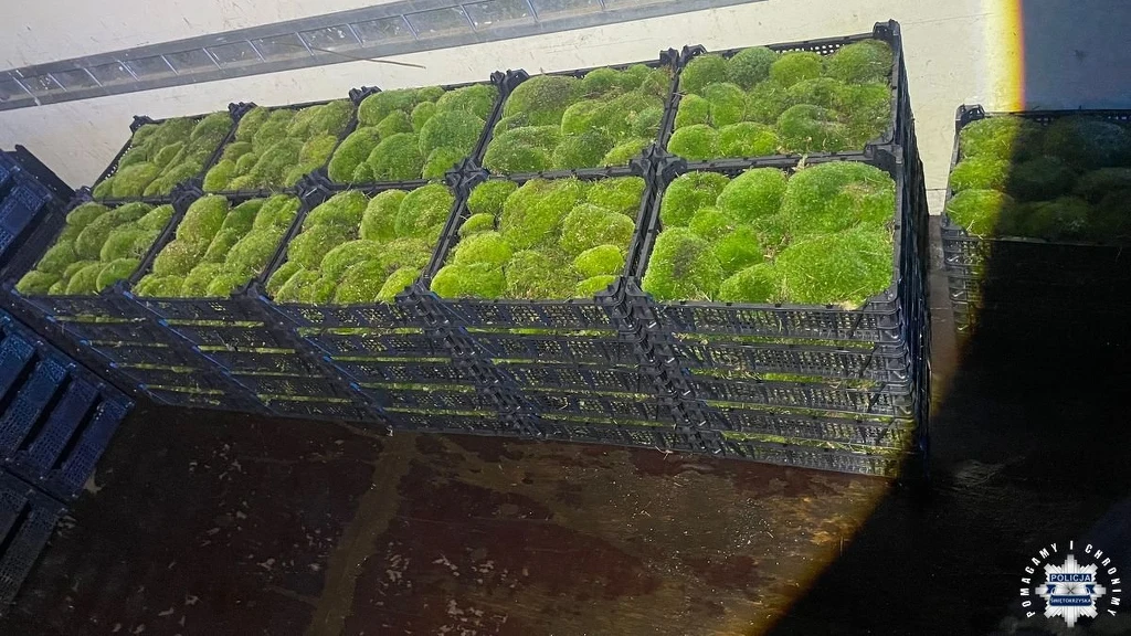 Policja z woj. świętokrzyskiego zatrzymała mężczyznę, który nielegalnie wywiózł z lasu 53 skrzynki mchu Czarne plastikowe skrzynki wypełnione kulistymi kępkami zielonego mchu ustawione w stosie na drewnianej podłodze, tworząc schludny, uporządkowany układ.