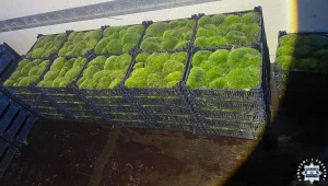 Przyłapali go na gorącym uczynku. Nielegalnie wywiózł z lasu 53 skrzynki