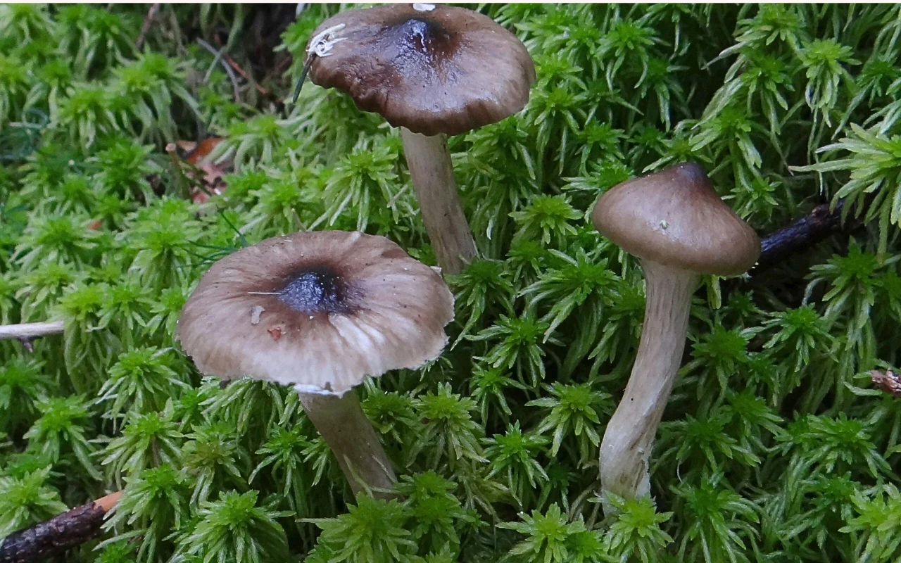 Grzyb jadalny, który rośnie w listopadzie. Zazwyczaj zbierają go tylko doświadczeni grzybiarze 