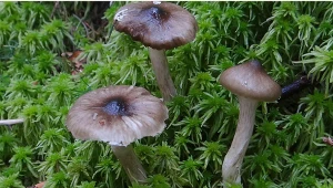 Sezon na te grzyby dopiero się zaczyna. Są smaczne, ale mało znane 