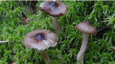 Grzyb jadalny, który rośnie w listopadzie. Zazwyczaj zbierają go tylko doświadczeni grzybiarze  