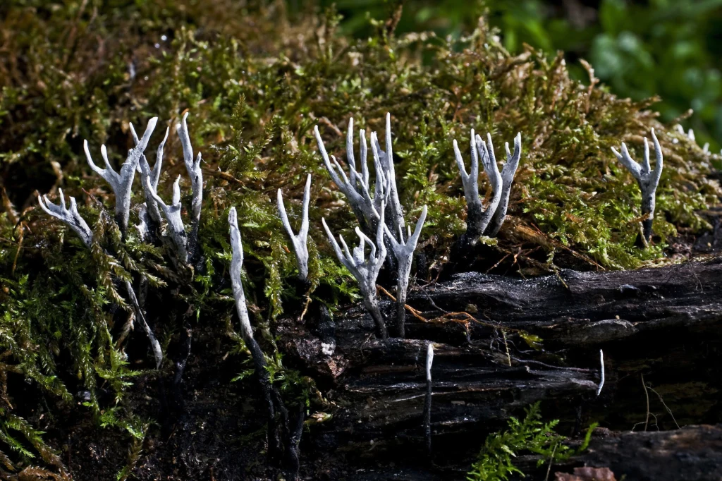 Białe grzyby przypominające kształtem poroże jelenia wyrastają z ciemnego, wilgotnego kawałka drewna porośniętego zielonym mchem.