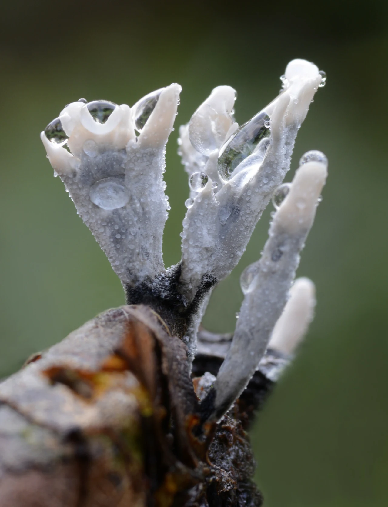 Grzyb o białawo-szarych, palczastych owocnikach pokrytych kroplami rosy lub wilgoci, rosnący na ciemnym fragmencie drewna na nieostrym, zielonym tle.