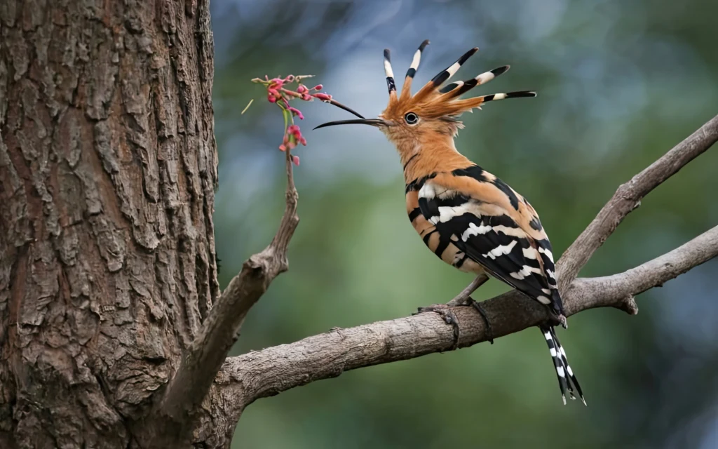 Dudki wracają do Wielkiej Brytanii. To spore wydarzenie Dudki wracają do Wielkiej Brytanii. To spore wydarzenie