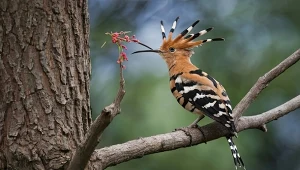 Dudki wracają do Wielkiej Brytanii. To spore wydarzenie