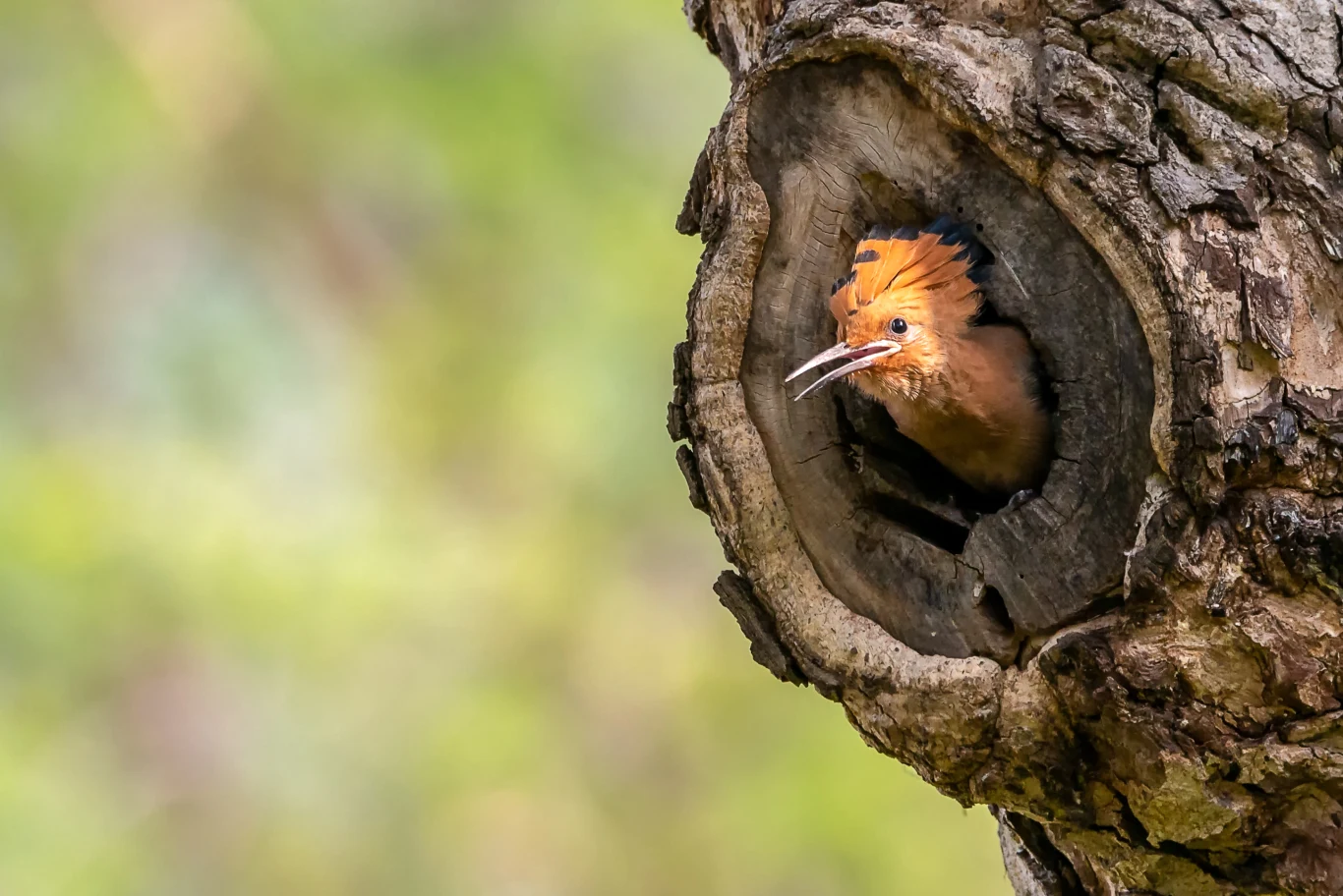 Dudek z rozłożonym pomarańczowym czubem wystawia głowę z dziupli w pniu drzewa, wokół rozmyte zielone tło.