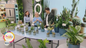 Rośliny, które wybaczają wszystko. Kasia Joda o zieleni dla zapominalskich