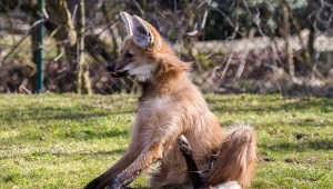 Pampasowiec grzywiasty zwany jest też wilkiem grzywiastym. To wilk bardzo osobliwy