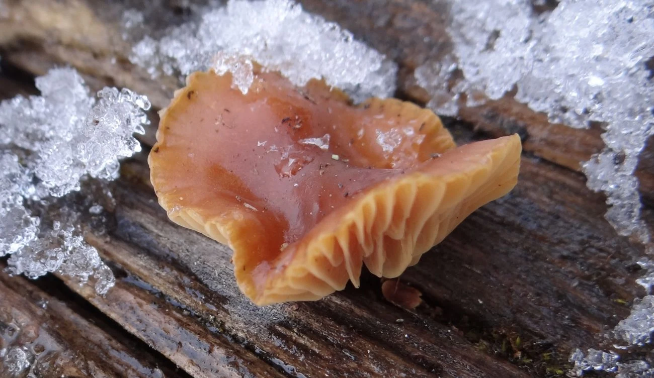 Płomiennica zimowa jest jadalnym i pospolitym grzybem rosnącym w polskich lasach Płomiennica zimowa jest jadalnym i pospolitym grzybem rosnącym w polskich lasach