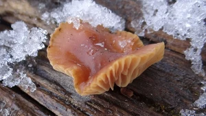 Tego grzyba można zbierać nawet po opadach śniegu. Jest jadalny i smaczny