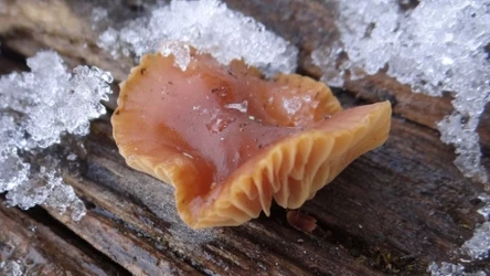 Płomiennica zimowa jest jadalnym i pospolitym grzybem rosnącym w polskich lasach