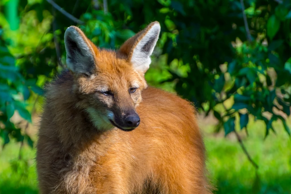 Wilk grzywiasty o rudobrązowym futrze stoi na tle zieleni, zwracając głowę lekko w bok, światło podkreśla jego futro i charakterystyczne długie uszy.
