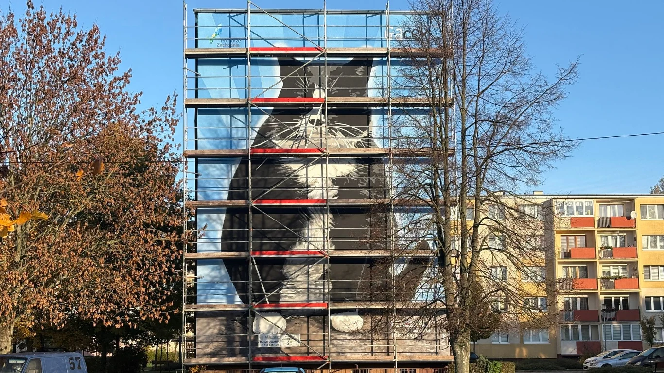 Ekologiczny mural uwieczniający kota Gacka na ścianie budynku przy ul. Rugiańskiej 34-35 w Szczecinie Ogromny czarno-biały kot namalowany na ścianie bloku mieszkalnego, otoczony rusztowaniem. W tle widać drzewa z jesiennymi liśćmi oraz fragmenty innych bloków mieszkalnych.