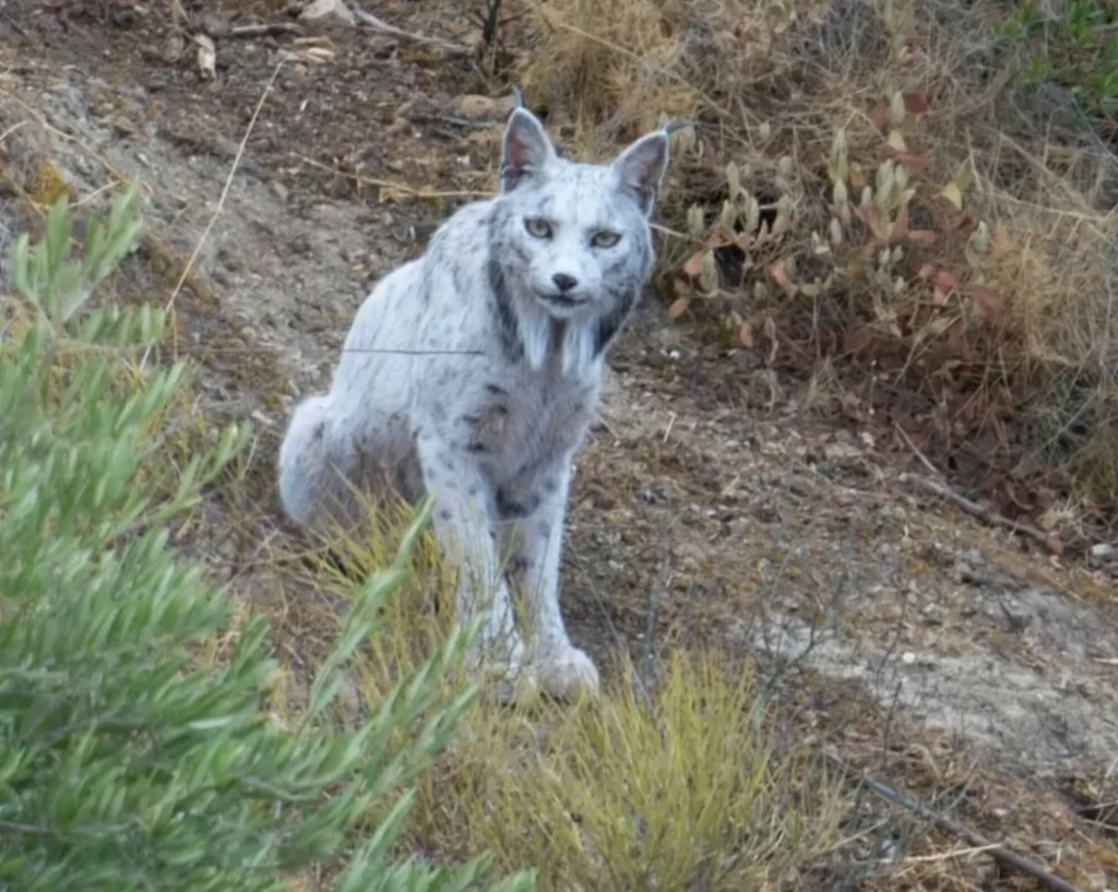 Niemal biała samica rysia pojawiła się w Hiszpanii Niemal biała samica rysia pojawiła się w Hiszpanii
