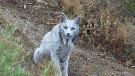 Niemal biała samica rysia pojawiła się w Hiszpanii
