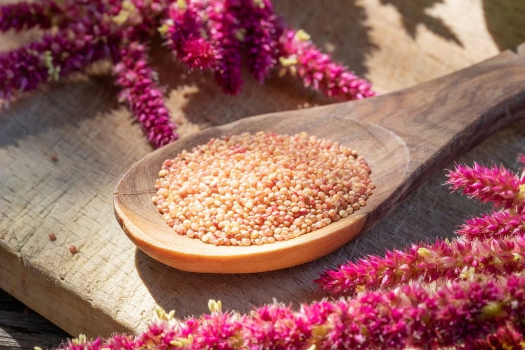 Drewniana łyżka z ziarnami amarantusa leżąca na desce, w tle i na pierwszym planie różowe kwiatostany amarantusa.