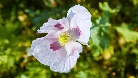 Czym różni się biały mak od czarnego? 