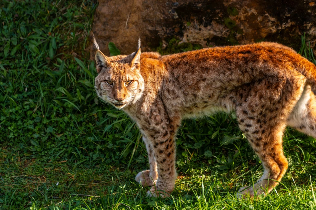 Normalne ubarwienie rysia Rys stojący na trawie w otoczeniu zieleni z charakterystyczną nakrapianą sierścią i ostrymi uszami, patrzący w stronę obiektywu.