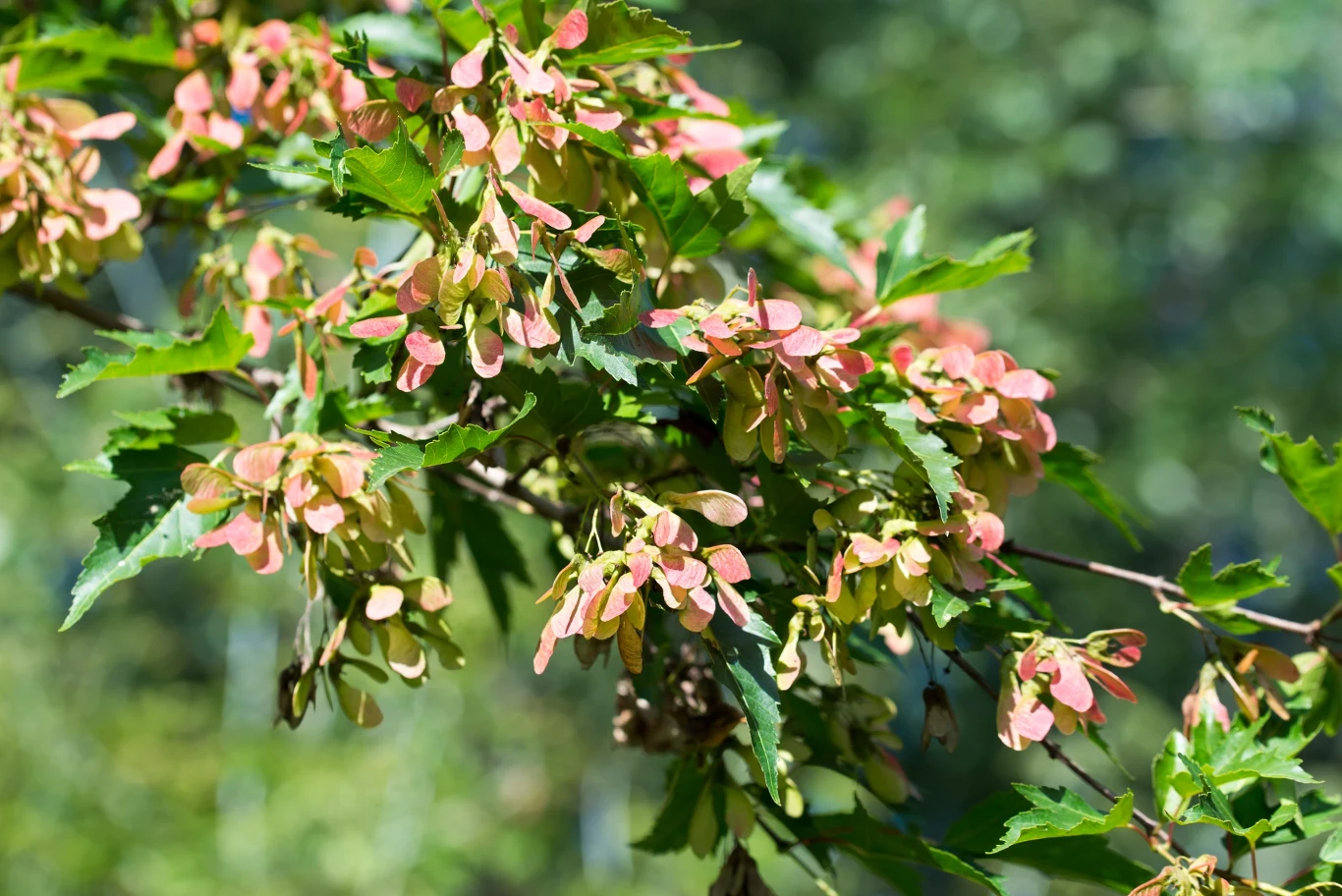 Drzewo ozdobne, które zachwyca paletą barw oraz miododajnymi kwiatami. Dlaczego warto je mieć w swoim ogrodzie?