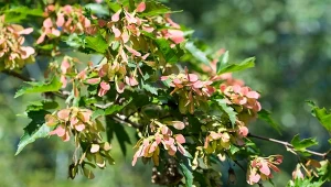 Sąsiad posadził w ogrodzie i wszyscy mu zazdroszczą. Drzewko, które przyciąga wzrok 