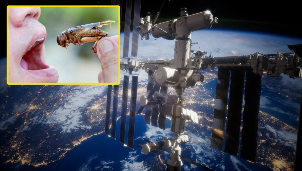 Robaki polecą w kosmos? ESA bada ich fizjologię w warunkach mikrograwitacji. Niebawem mogą dołączyć do menu astronautów