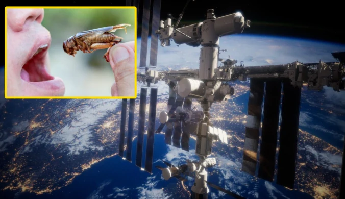 Robaki polecą w kosmos? ESA bada ich fizjologię w warunkach mikrograwitacji. Niebawem mogą dołączyć do menu astronautów