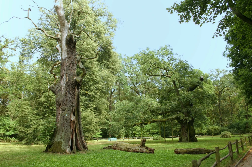 Dęby Lech, Czech i Rus z Rogalina pod Poznaniem Dęby Lech, Czech i Rus z Rogalina pod Poznaniem