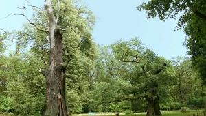 To rekordziści wśród polskich drzew. Zupełne unikaty. Znasz je?