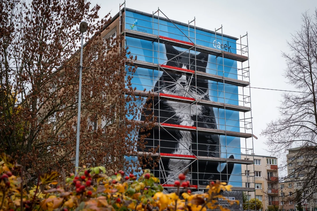W Szczecinie powstał ekologiczny mural przedstawiający viralowego kota Gacka Ogromny mural z wizerunkiem czarno-białego kota na ścianie wielopiętrowego budynku, otoczony rusztowaniami remontowymi. W tle jesienne drzewa oraz fragmenty innych bloków mieszkalnych.