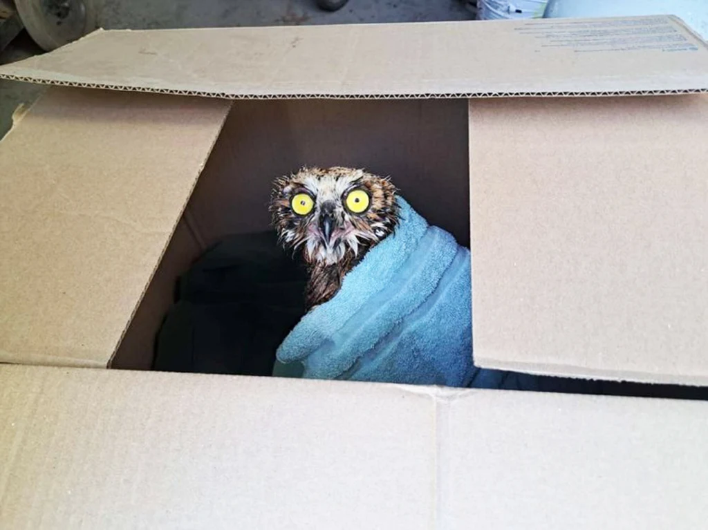 Wysyłka ptaków Pocztą Polską była legalna, ale po pewnym incydencie zasady zmieniono