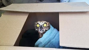 Czy można wysyłać żywe ptaki? Poczta Polska po incydencie zmieniła zasady