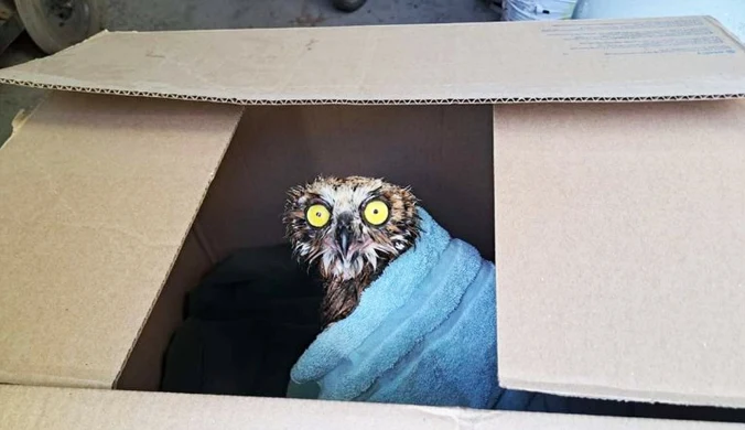 Czy można wysyłać żywe ptaki? Poczta Polska po incydencie zmieniła zasady