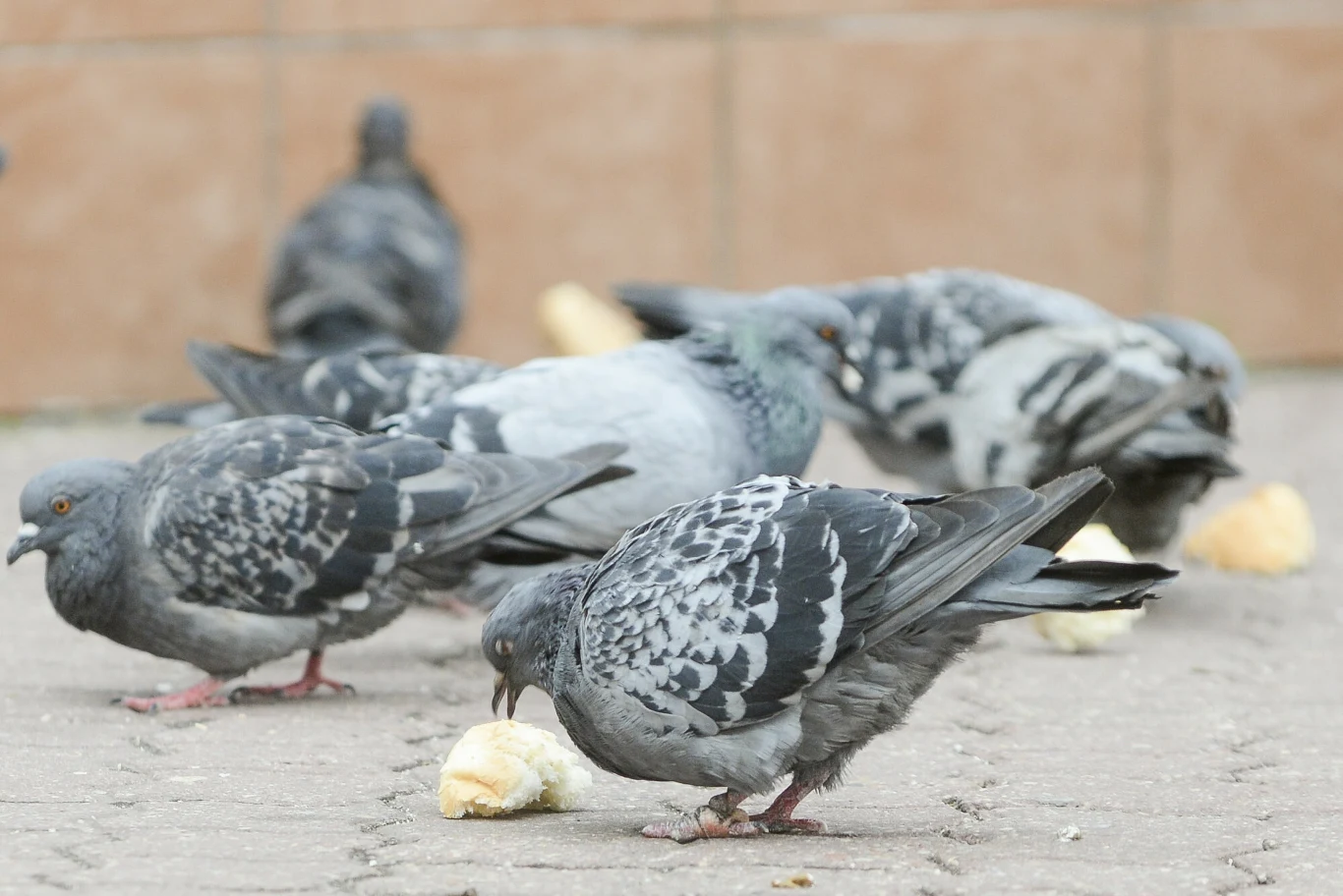 Kiedy dokarmianie ptaków to problem? Pamiętaj o tych zasadach Kiedy dokarmianie ptaków to problem? Pamiętaj o tych zasadach