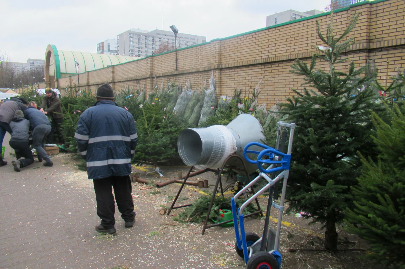 Leśnicy ruszają ze sprzedażą choinek. Ceny zaczynają się od 35 zł Targowa alejka z ustawionymi rzędami choinek, stojącą maszyną do owijania drzewek siatką oraz wózkiem transportowym. Kilka osób zaangażowanych w przygotowanie oraz sprzedaż świątecznych drzewek na tle miejskich bloków i ceglanego muru.