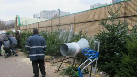 ​Jodła czy świerk? Ekspert podpowiada, które drzewko wytrzyma dłużej