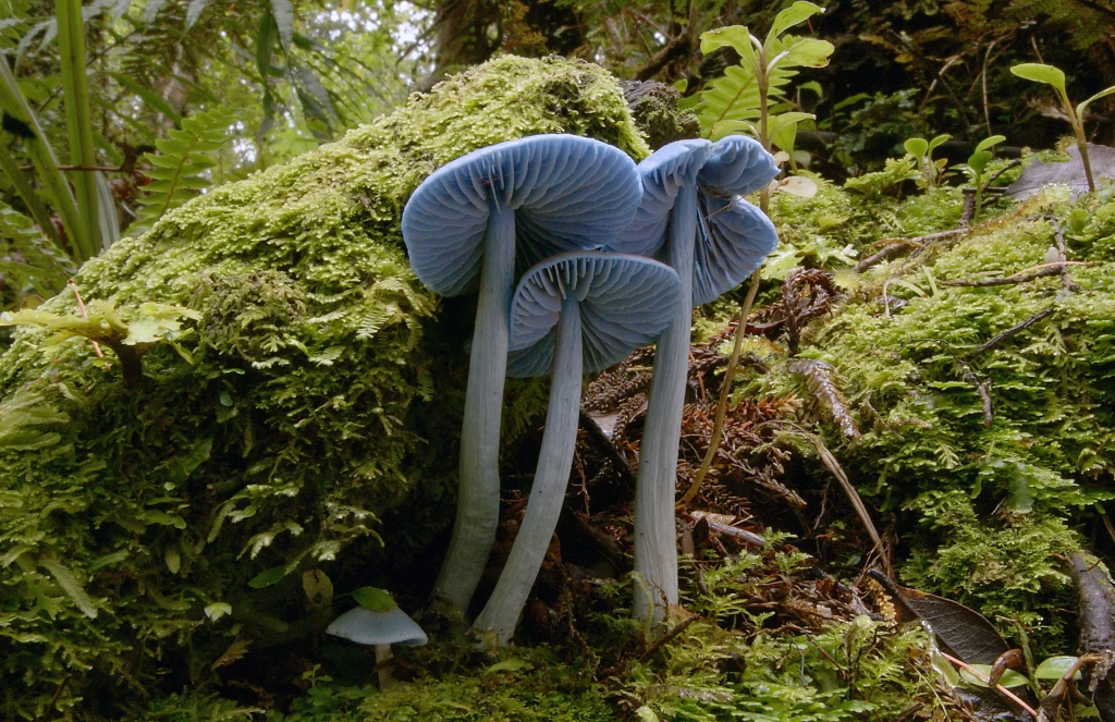 Grzyby w kolorze Smerfów można spotkać tylko w jednym kraju Grzyby w kolorze Smerfów można spotkać tylko w jednym kraju