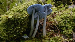 Niebieski grzyb w kolorze Smerfów. Występuje tylko w jednym kraju świata