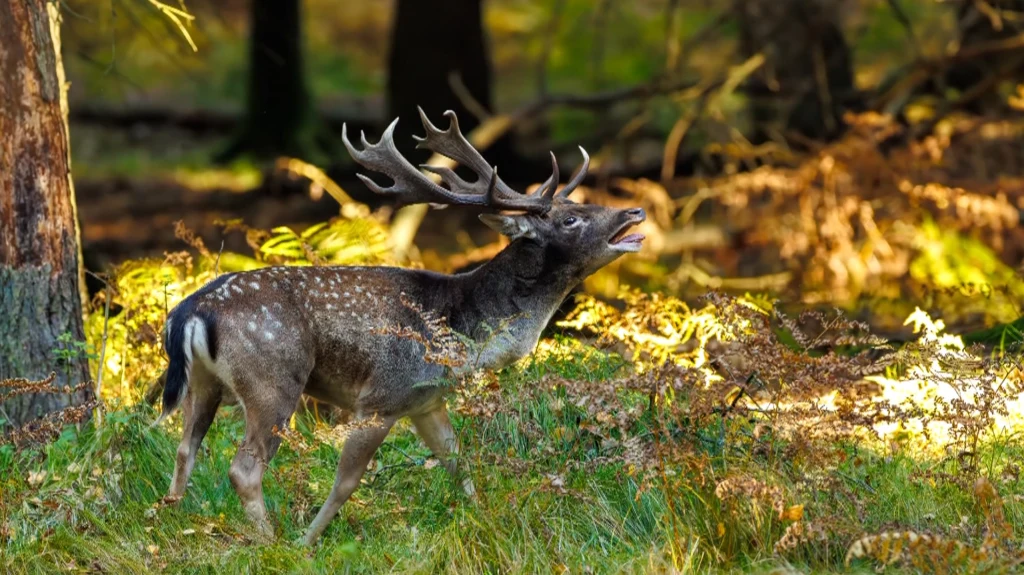 Listopad to czas bekowiska jeleni Listopad to czas bekowiska jeleni