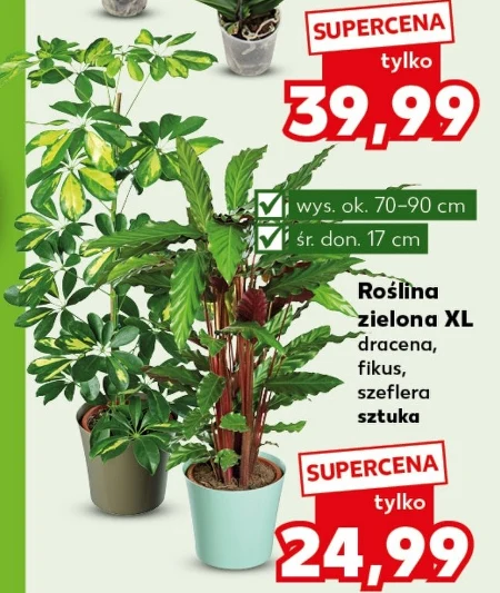 Рослина в горщику Ok.