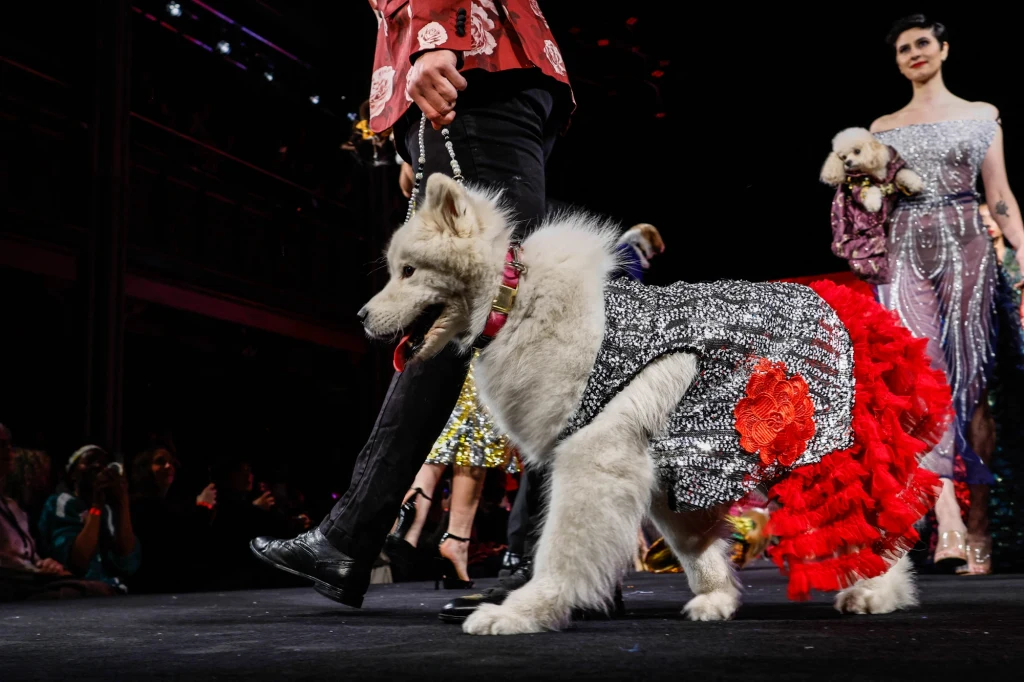Wprowadzenie do portfolio ubrań dla zwierząt nie ogranicza się tylko do pokazów największych dyktatorów mody
