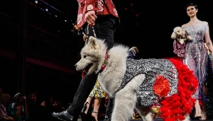 Wprowadzenie do portfolio ubrań dla zwierząt nie ogranicza się tylko do pokazów największych dyktatorów mody