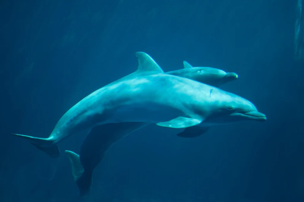 Neurotoksyny z mórz negatywnie wpływają na delfiny Dwa delfiny płynące wspólnie pod wodą, wyraźnie widoczne sylwetki na niebieskim tle oceanu.