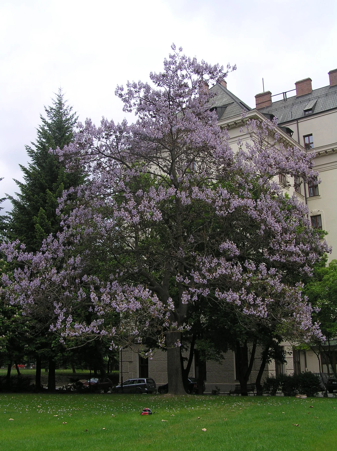Paulownia omszona kwitnie pięknymi fioletowymi kwiatami Okazałe drzewo o rozłożystych, kwitnących fioletowo gałęziach rośnie na zielonym trawniku przed wielopiętrowym budynkiem mieszkalnym. W tle widoczne są samochody zaparkowane przy chodniku, a po bokach inne drzewa uzupełniają krajobraz.
