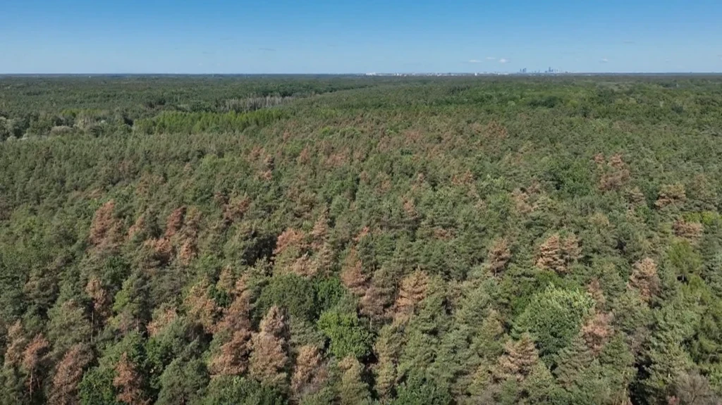 Ujęcia z drona pokazują, jak wiele sosen w Nadleśnictwie Chojnów jest już przesuszonych Ujęcia z drona pokazują, jak wiele sosen w Nadleśnictwie Chojnów jest już przesuszonych