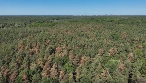 Dron pokazał coś przerażającego. W Polsce masowo wymierają 90-letnie drzewa