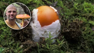 Polak natrafił na wyjątkowy okaz. Jest bardzo drogi i wygląda jak jajko