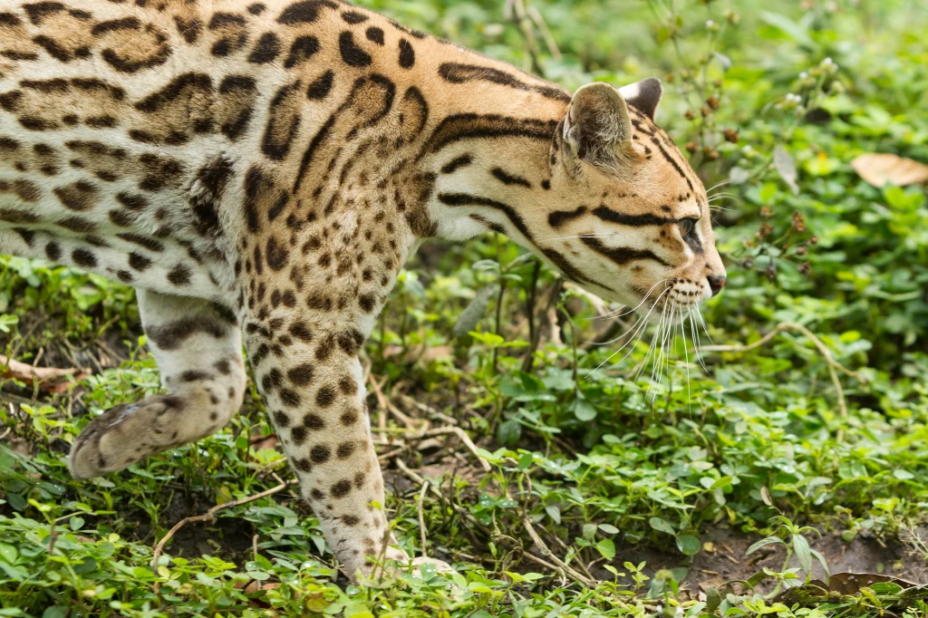 Ocelot w ruchu, poruszający się przez gęstą zieleń, widoczny z boku, z charakterystycznym cętkowanym futrem i wyrazistym profilem pyska.