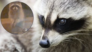 Inwazja na Polskę postępuje. Doświadczył tego dziennikarz Interii