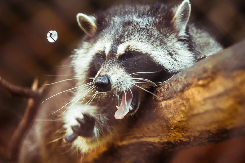 Szop pracz to katastrofa dla polskiej przyrody Szop pracz z otwartą paszczą leży na grubym konarze, w tle rozmyte elementy naturalnego środowiska.