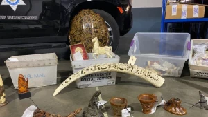 Służby przechwyciły tysiące przedmiotów. Wszystko z zagrożonych zwierząt